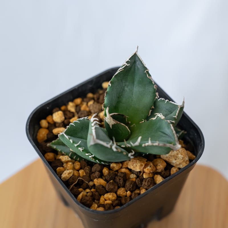 アガベ チタノタ 魔丸 agave titanota imps 多肉植物 珍奇植物 ANTID