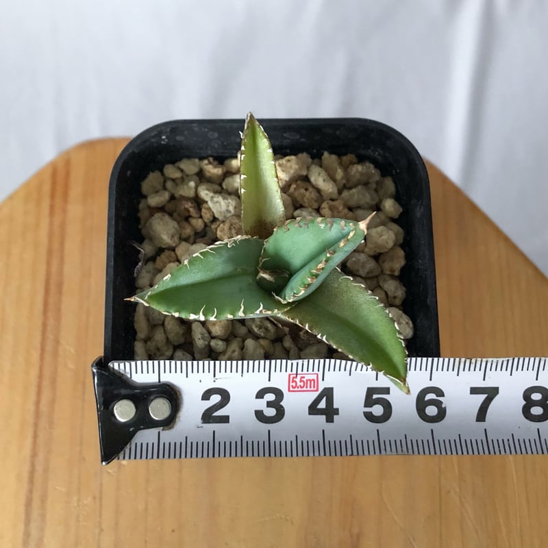 アガベ チタノタ 白豪刺 TC株 Agave titanota Byakugoshi 多肉