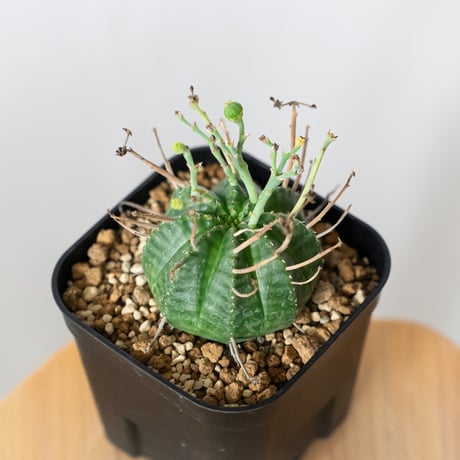 スーパーバリダ | STORES