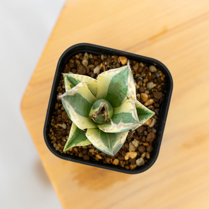 【超美株】アガベ　チタノタ　スナグルトゥース　発根活着済み アガベ チタノタ スナグルトゥース OC株 美株 Agave titanota Snaggle