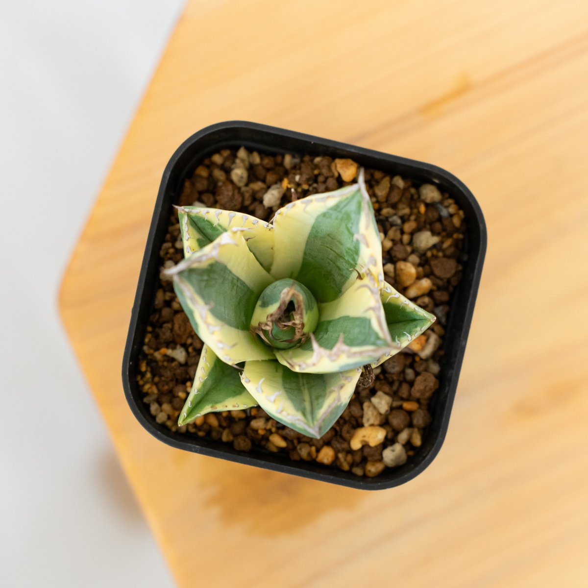 アガベ チタノタ スナグルトゥース OC株 美株 Agave titanota Snaggle