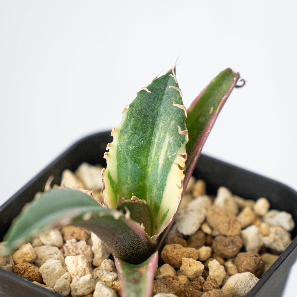 アガベ チタノタ 白鯨 白鯨錦 白覆輪【発根管理中】TC株 Agave