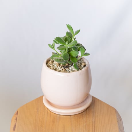 熊童子 鉢セット コチレドン トメントサ Cotyledon tomentosa 多肉植物 観葉植物 インテリアグリーン 静岡 ANTIDOTE 通販 S1394