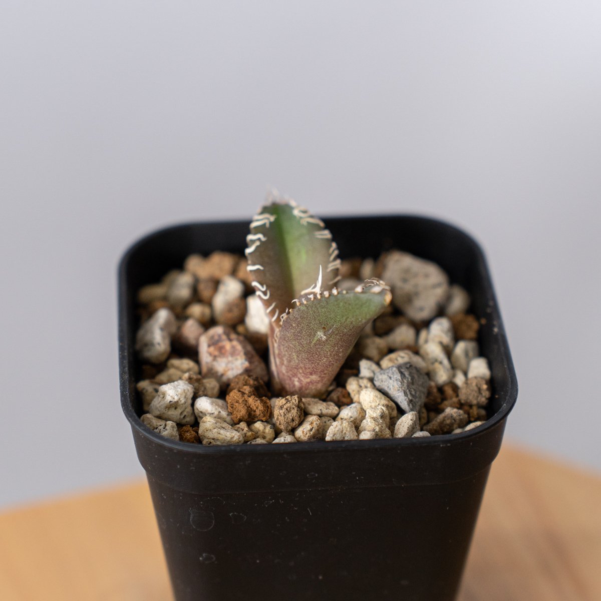 アガベ チタノタ 金蟾【発根管理中】Agave titanota kinsen TC株 多肉植