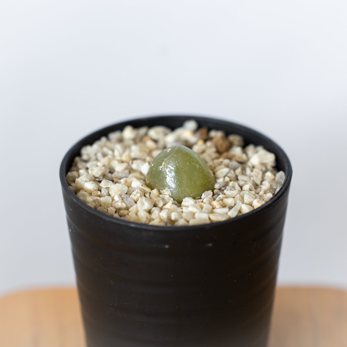 コノフィツム ブルゲリ Conophytum burgeri 多肉植物 珍奇植物 静岡 ANT