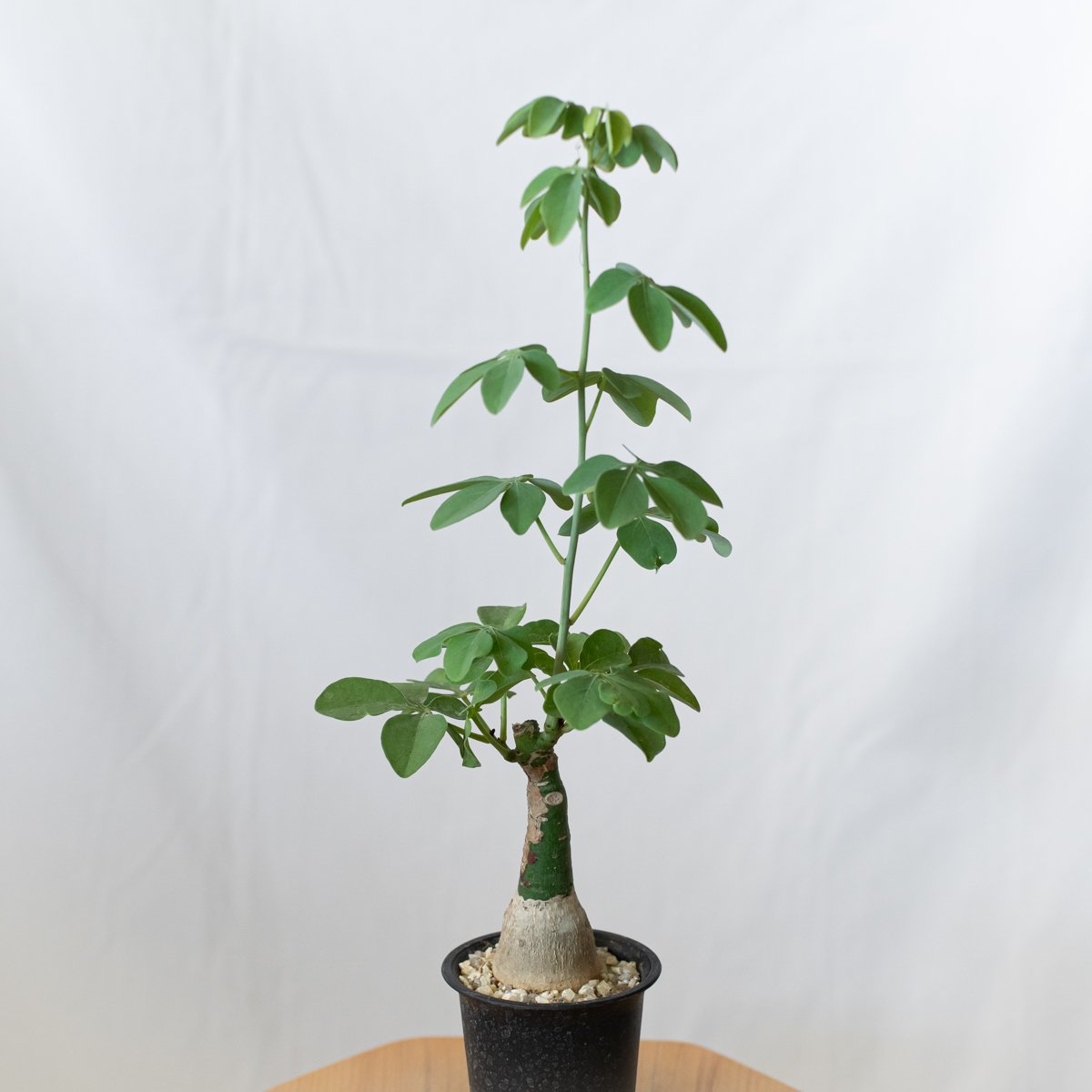 【タイムセール】アデニア グラウカ / 幻蝶かずら 文福茶釜 コーデックス 希少 タイムセール】アデニア グラウカ / 幻蝶かずら 文福茶釜 コーデックス