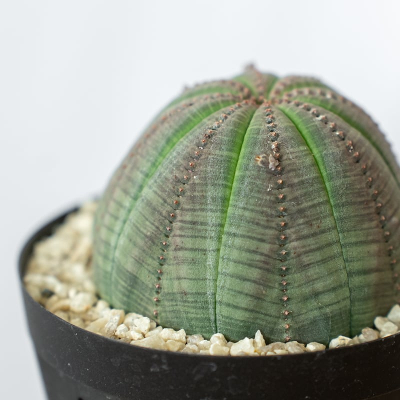 ユーフォルビア オベサ 美株 雄株 オス株 実生 Euphorbia obesa 多肉