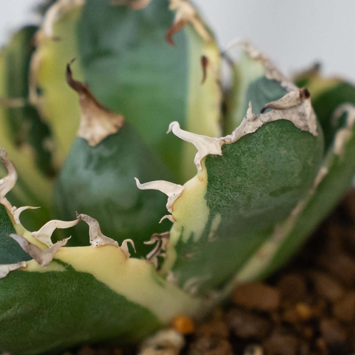 アガベ チタノタ 白鯨 白鯨錦 白覆輪 TC株 Agave titanota White W