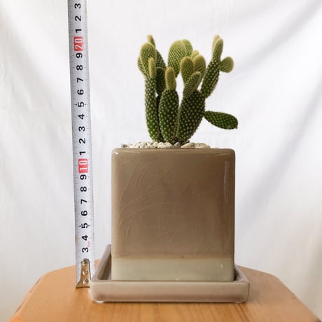 オプンチア バニーカクタス 鉢セット ウチワサボテン 白桃扇 多肉植物 珍奇植物 静岡 ANTIDOTE 通販 S1403