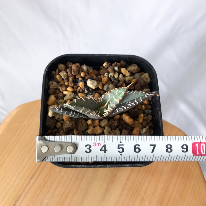 アガベ チタノタ 白幽霊【発根管理中】TC株 agave titanota white gho