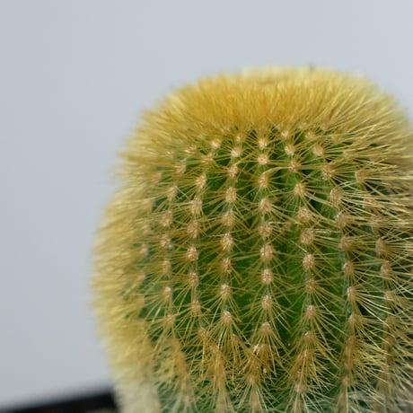 ユーベルマニア エリオカクトイデス 実生 Uebelmannia pectinifera v. eriocactoides サボテン 多肉植物 珍奇植物 静岡 ANTIDOTE 通販 S1483