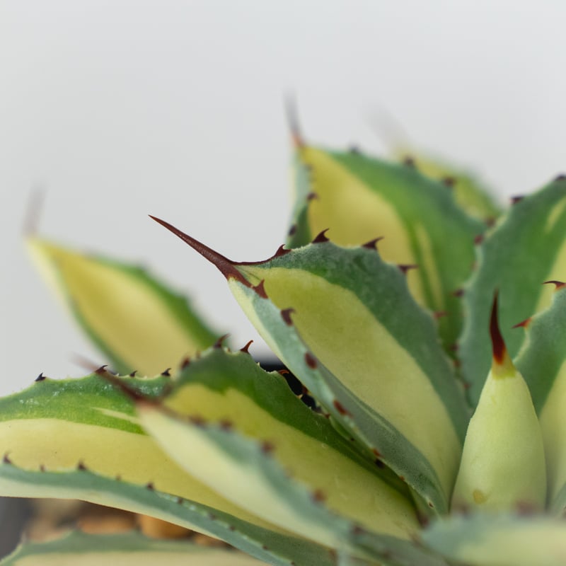 アガベ チタノタ 吉祥冠錦 OC株【発根管理中】斑入り Agave potatorum