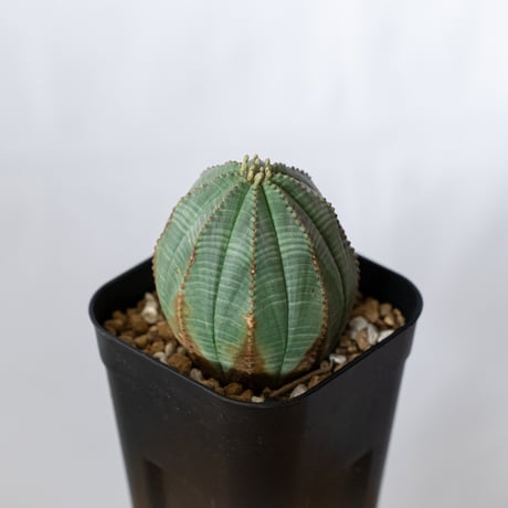 ユーフォルビア オベサ 実生 Euphorbia obesa 多肉植物 珍奇植物 静岡 ANTIDOTE 通販 S1490