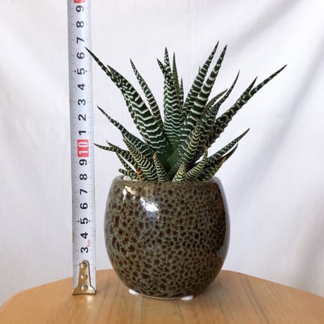 ハオルチア 十二の巻 鉢セット Haworthia fasciata 多肉植物 珍奇植物 静岡 ANTIDOTE 通販 S1385