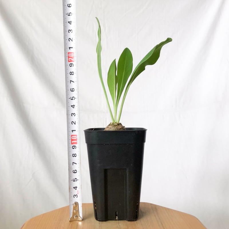 鉄甲丸 ユーフォルビア ブプレウリフォリア 実生 Euphorbia