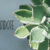 多肉植物・観葉植物 販売店 | ANTIDOTE アンティドート | 静岡 通信販売対応可