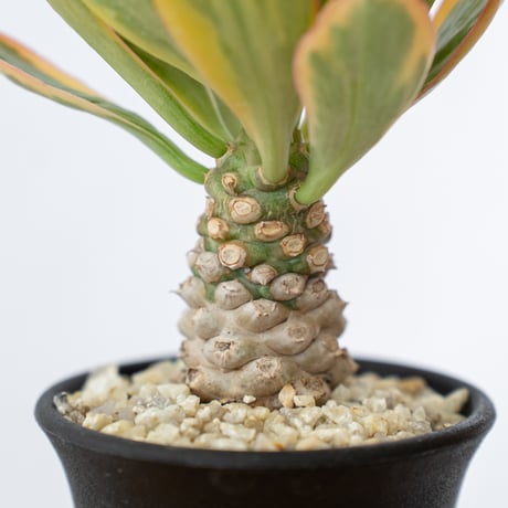 ユーフォルビア ポイゾニー錦  Euphorbia poissonii 多肉植物 珍奇植物 静岡 ANTIDOTE 通販 S632