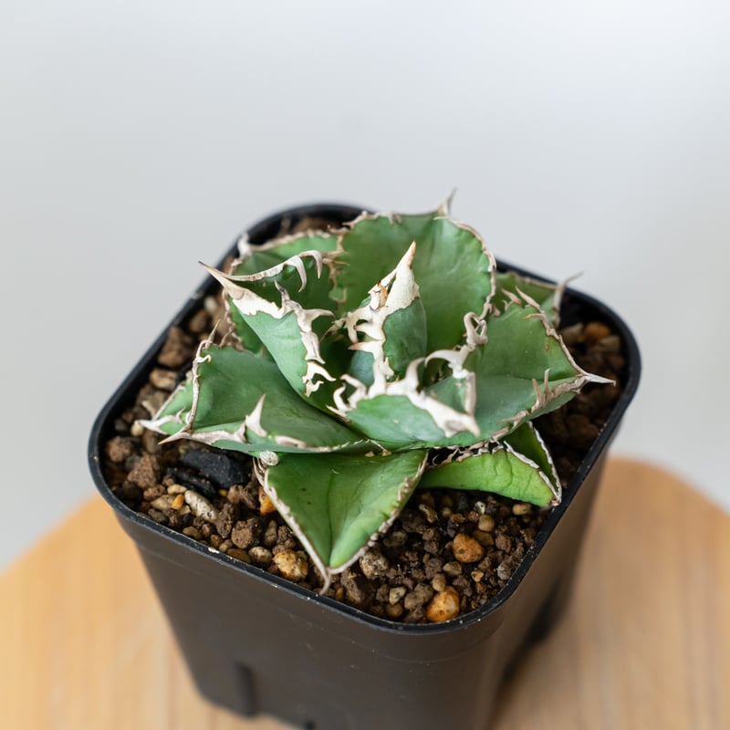 アガベ チタノタ 白豪刺【発根管理中】 Agave titanota TC株 多肉植物 珍奇