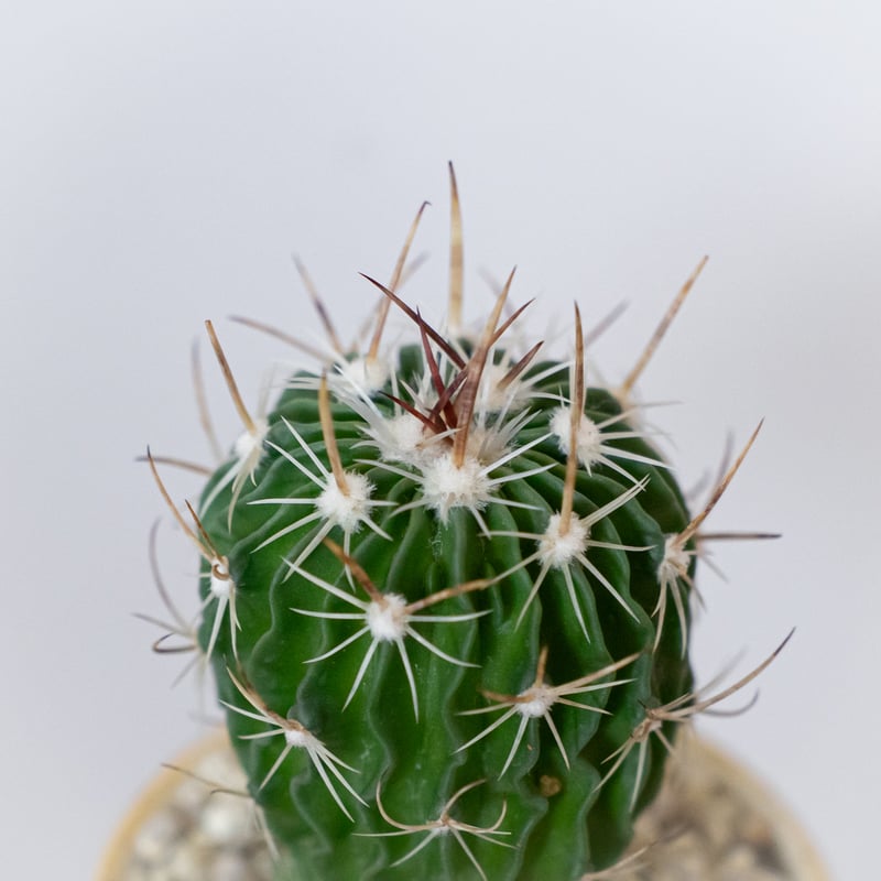 エキノフォスロカクタス 縮玉 鉢セット Echinofossulocactus zacatec