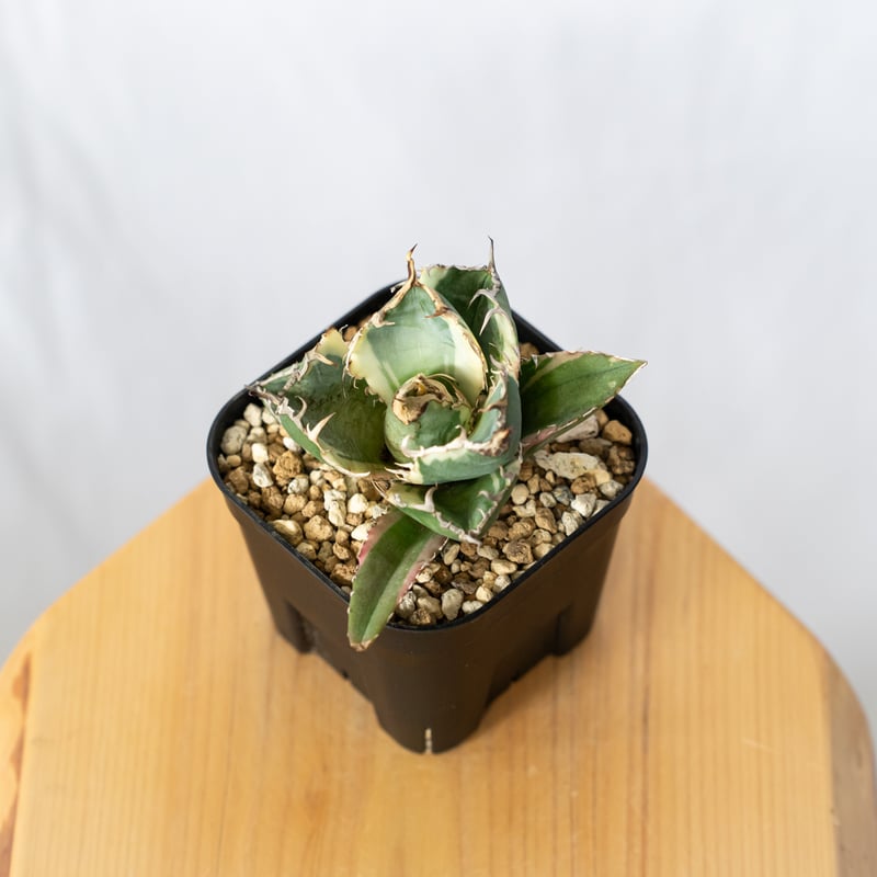 アガベ チタノタ 白鯨 白覆輪 白鯨錦 TC株 Agave titanota White