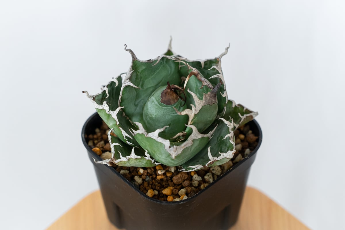 NEW ITEM】アガベ追加しました！縞斑入りの白鯨、SADや金剛の美