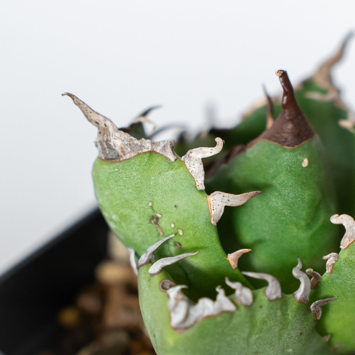 アガベ チタノタ 魔丸 OC株 agave titanota imps 多肉植物 珍奇植物 A