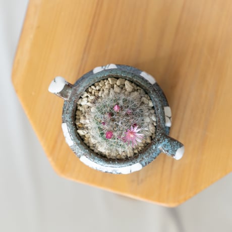マミラリア グラッシー 鉢セット Mammillaria glassii サボテン 多肉植物 珍奇植物 静岡 ANTIDOTE 通販 S1405