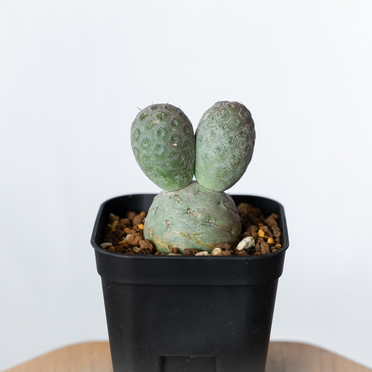 テフロカクタス ゲオメトリクス 実生 Tephrocactus geometricus 多肉植
