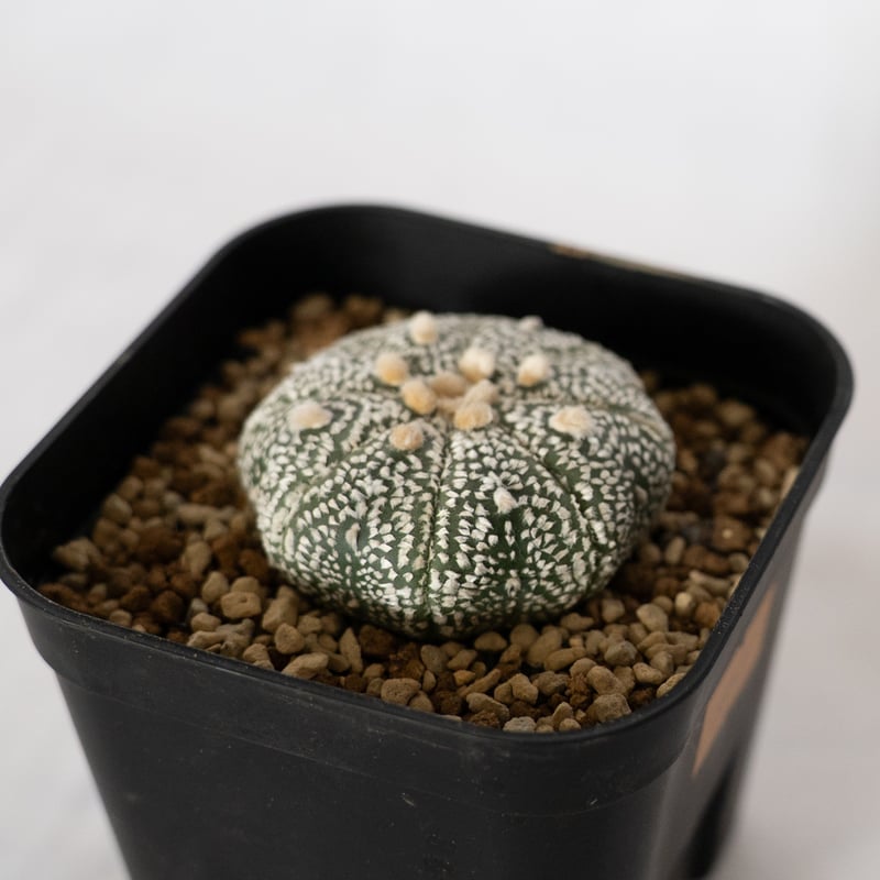 アストロフィツム 特白スーパー兜 Astrophytum 多肉植物 サボテン 珍奇