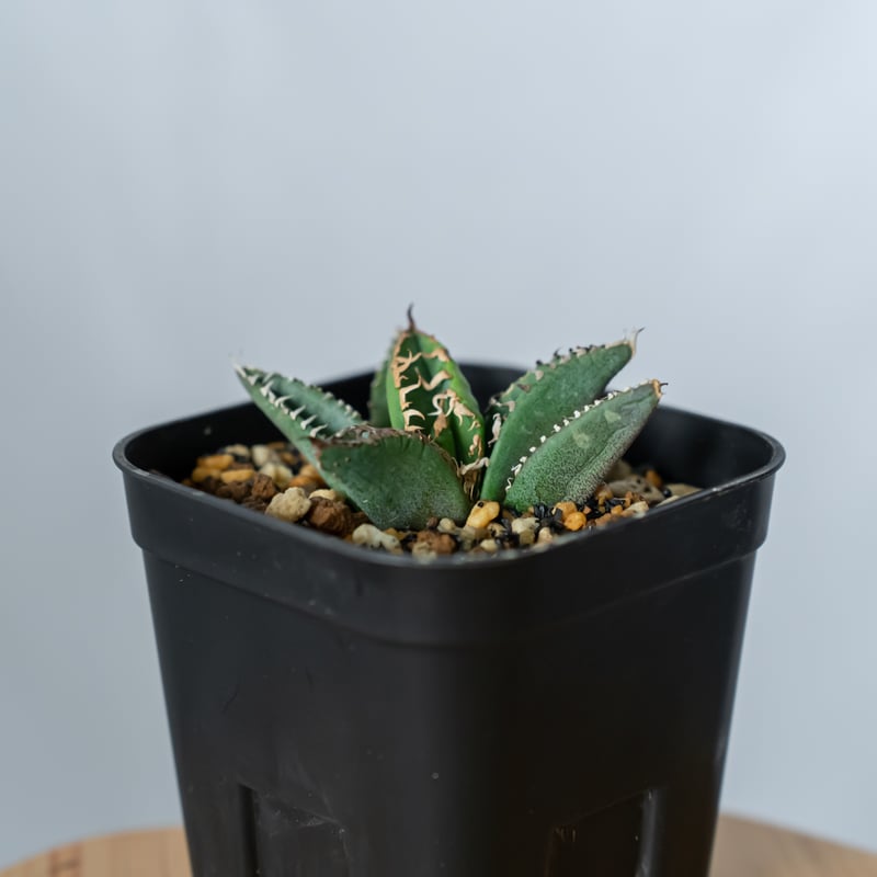 アガベ チタノタ 鬣蜥 Liexi イグアナ【発根管理中】TC株 Agave titanot