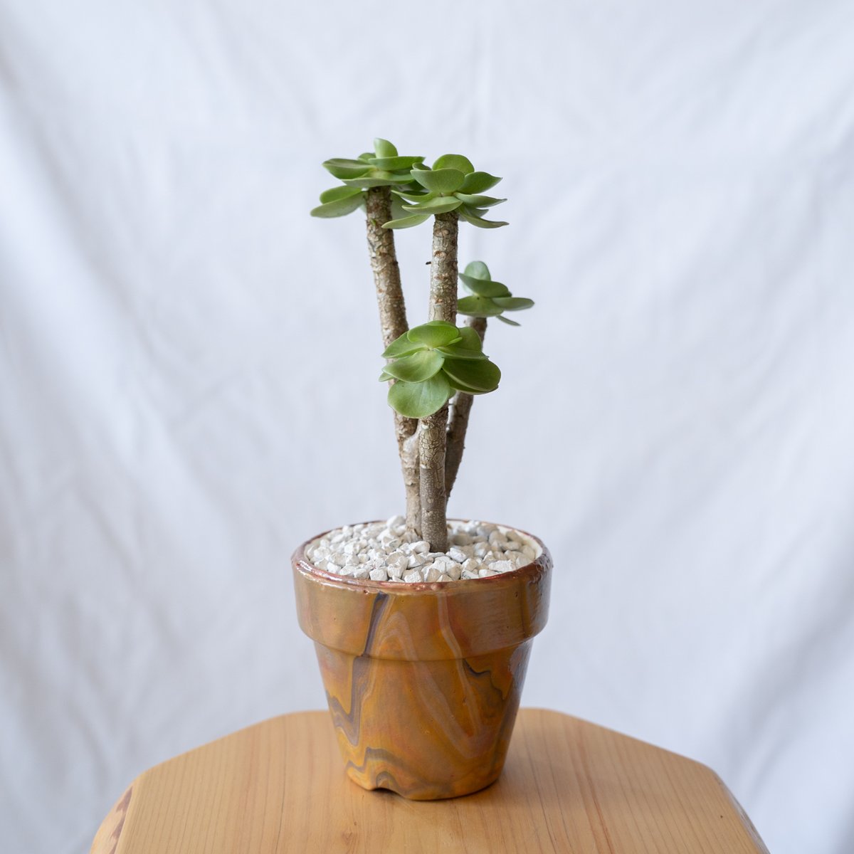 ポーチュラカリア モロキニエンシス molokiniensis 多肉植物 珍奇植物