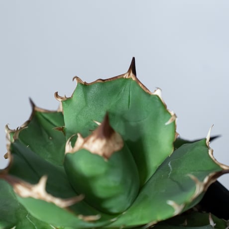 アガベ チタノタ 白犀牛【発根管理中】TC株 シロサイ Agave titanota White Rhino 多肉植物 珍奇植物 静岡 通販 ANTIDOTE S1447