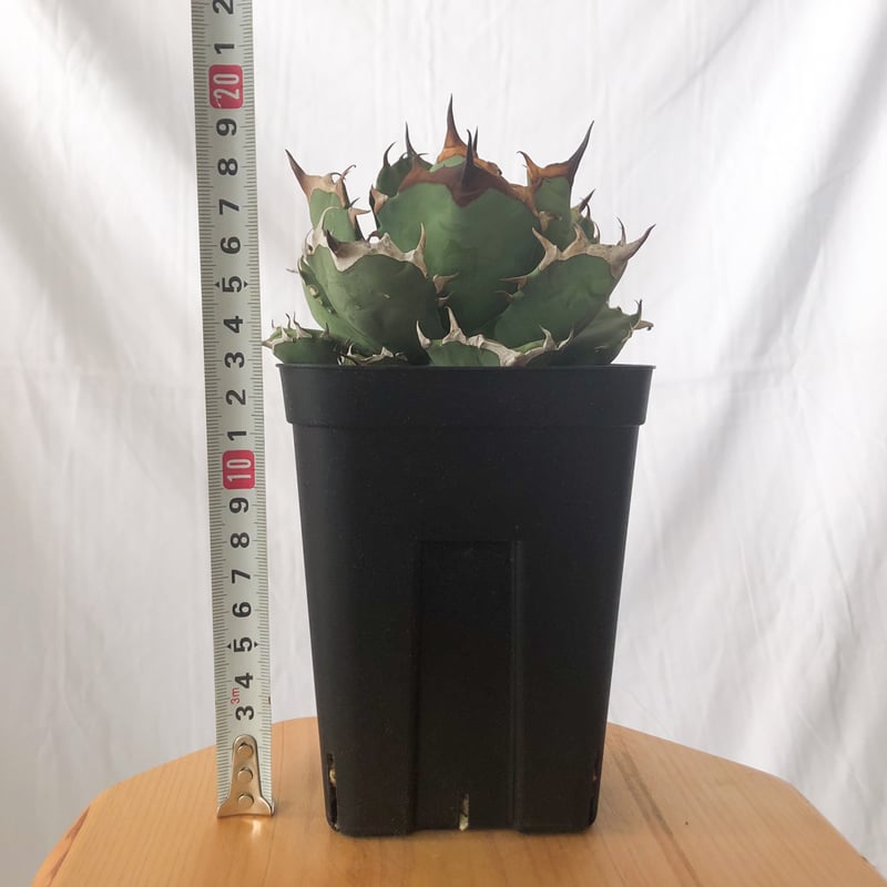 アガベ チタノタ 姫厳竜 美株 OC株【発根管理中】Agave titanota 多肉