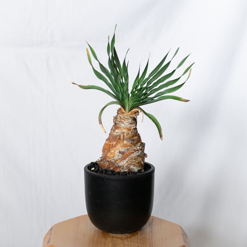 【ブーファンディスティチャ】大サイズ　発根済_1 ブーファンディスティチャ】大サイズ 発根済_1 美株 発根済 ブーファン
