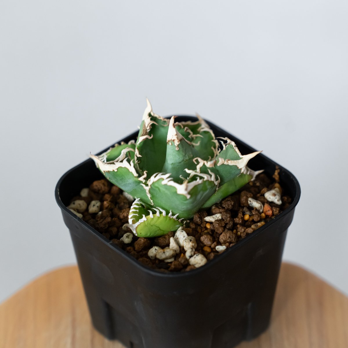 アガベ チタノタ 白幽霊【発根管理中】TC株 agave titanota white gho