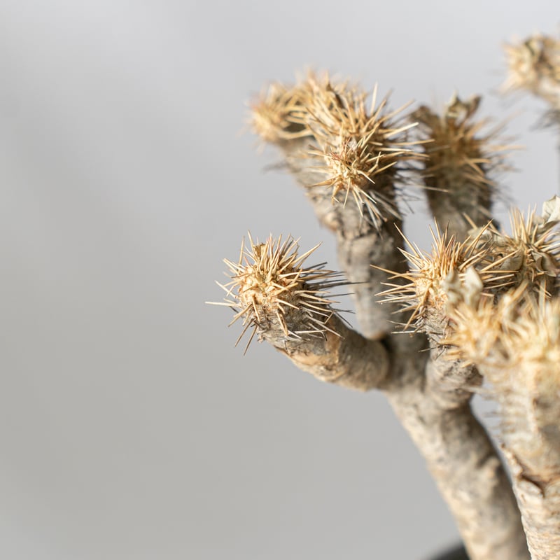 ユーフォルビア ギラウミニアナ Euphorbia guillauminiana 多肉植物
