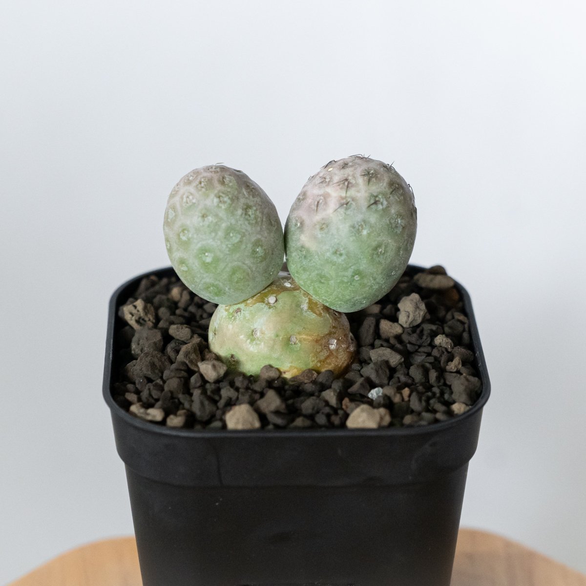 テフロカクタス ゲオメトリクス 子株付き 実生 Tephrocactus geometricu