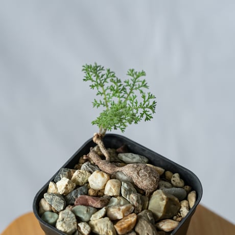 現品限り】ペラルゴニウム・トリステ【J57】 Pelargonium triste 現品限り】ペラルゴニウム・トリステ【J57】 Pelargonium triste
