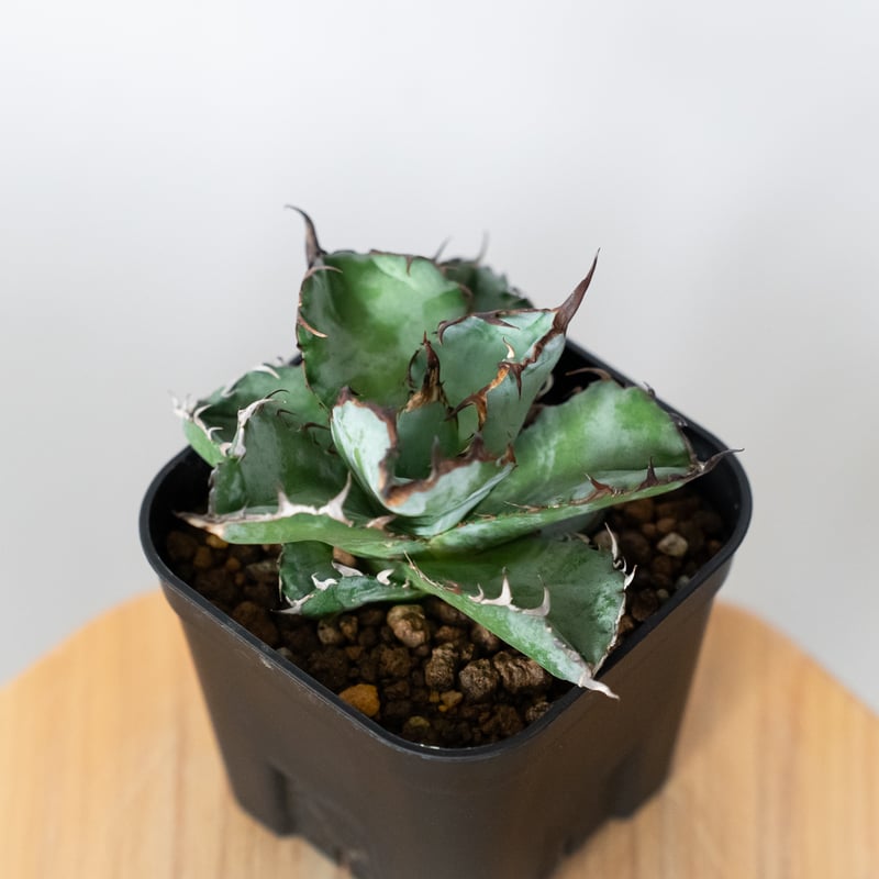 アガベ チタノタ ブラックアンドブルー BB OC株 Agave titanota Black