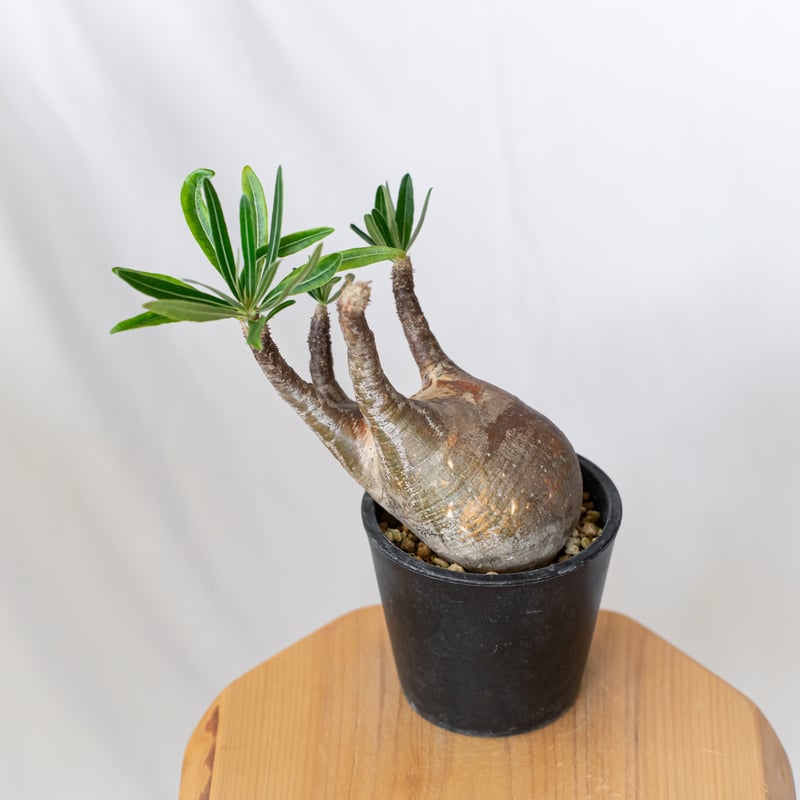 パキポディウム グラキリス 現地球 pachypodhium Gracilius 塊根植物 コ
