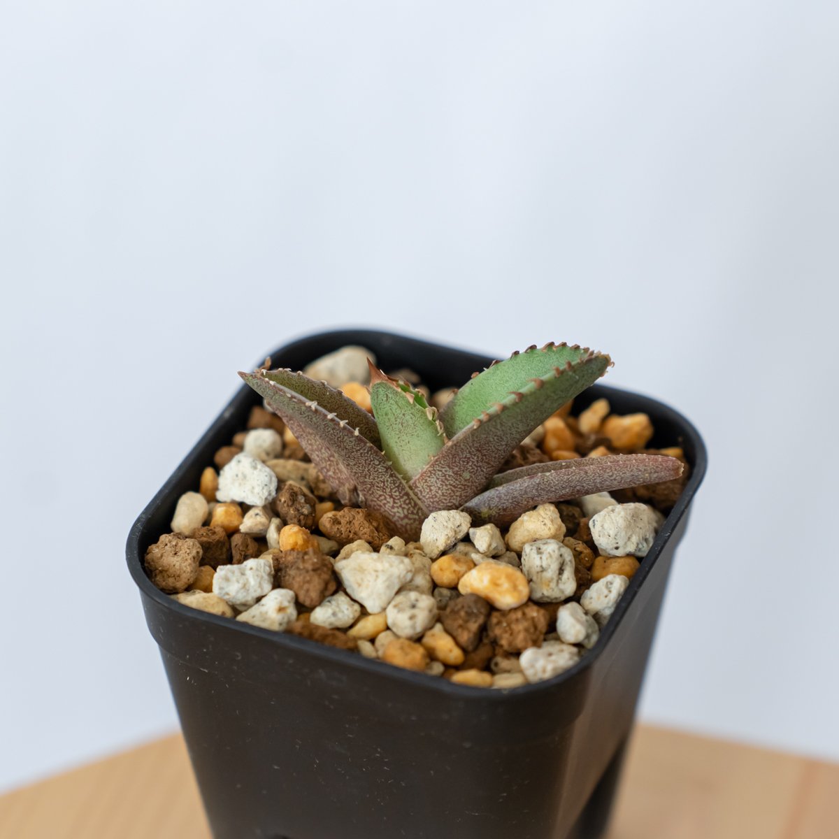 アガベ チタノタ 鰐亀 ワニガメ TC株 Agave titanota alligator s