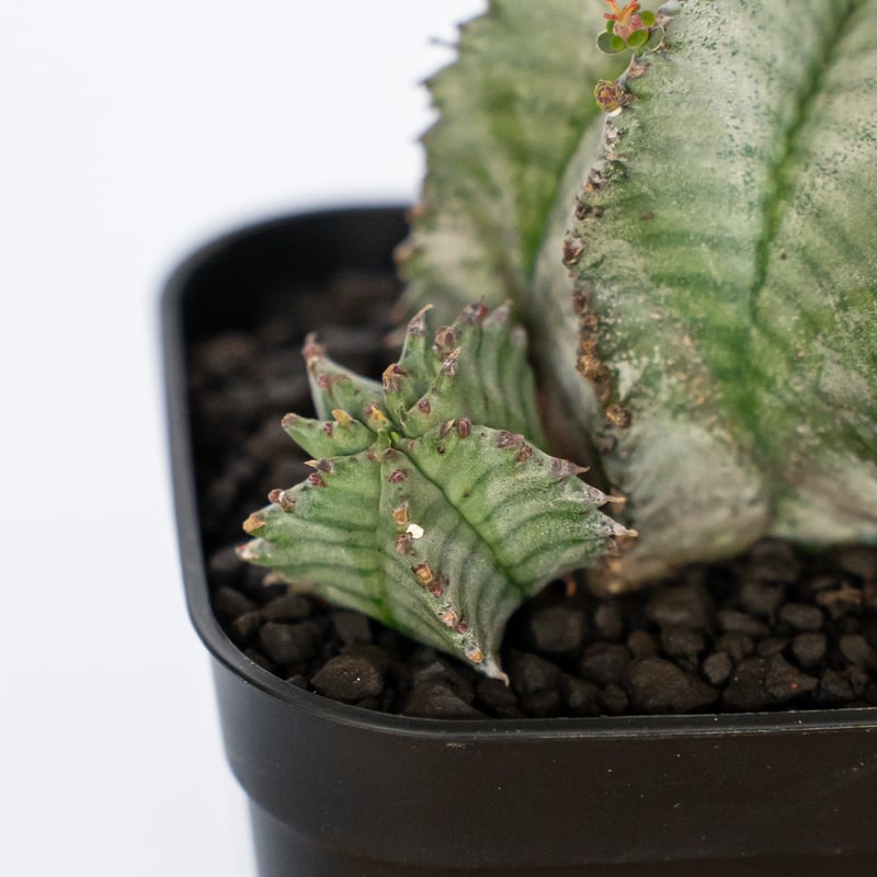 ユーフォルビア ホリダ 仔株付き Euphorbia horrida 多肉植物 珍奇植物