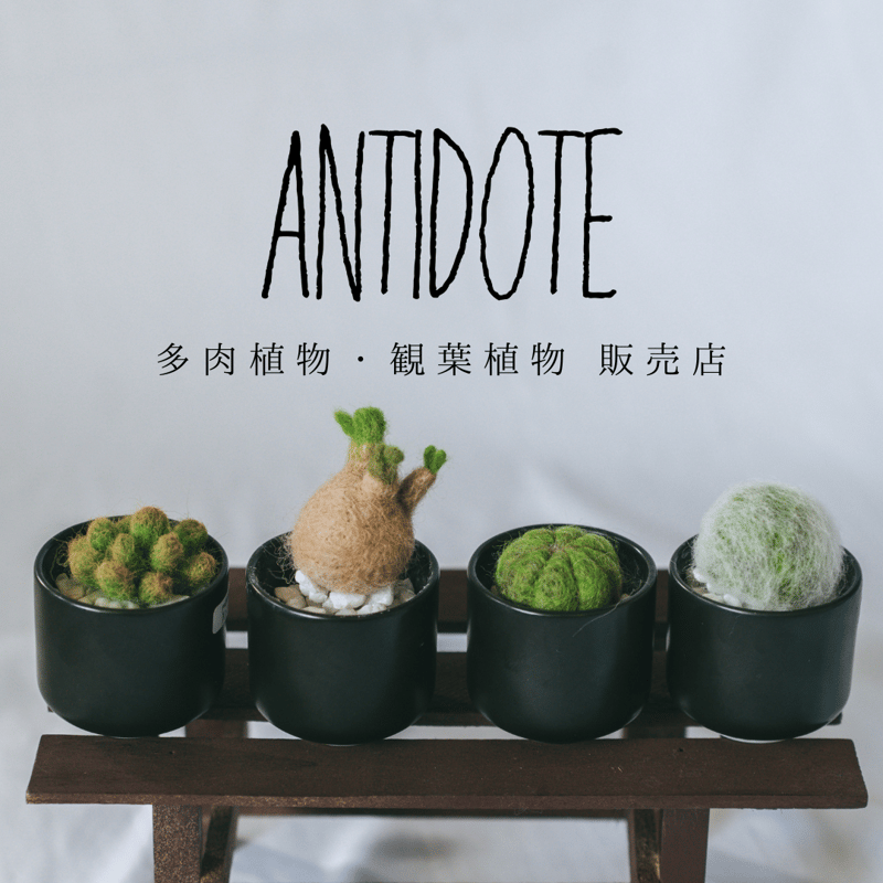 アガベ　チタノタ　シーザー　美株 アガベ チタノタ シーザー 美株 OC株 Agave titanota Caesar 多肉植物