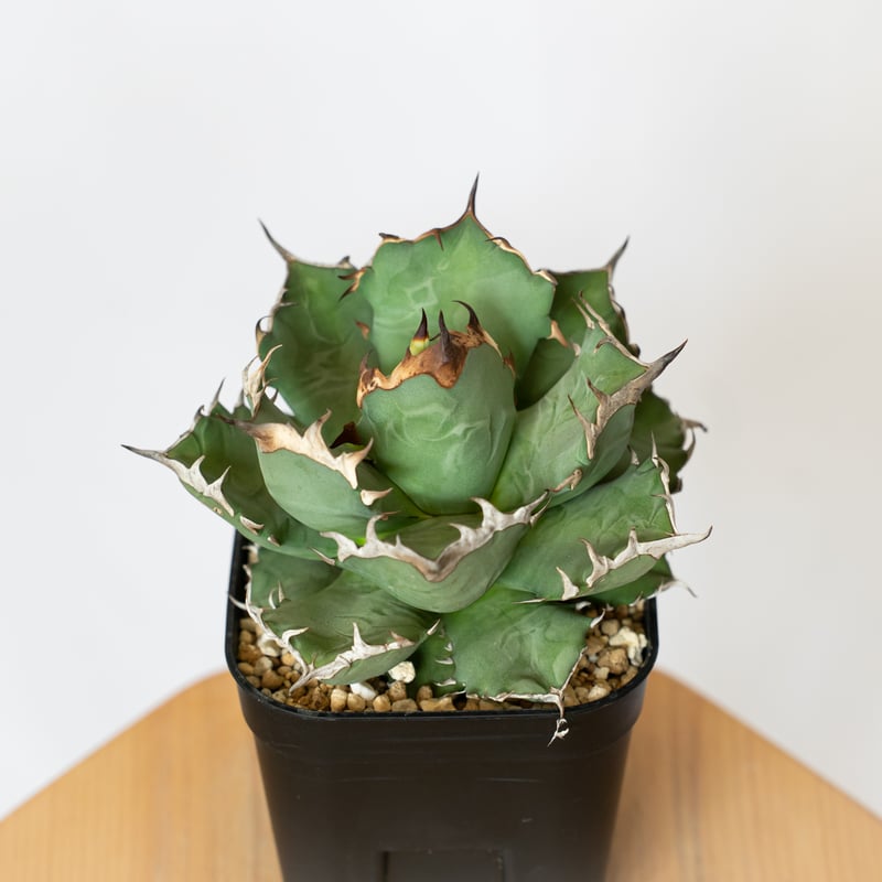 アガベ チタノタ 姫厳龍 OC株 Agave titanota 多肉植物 珍奇植物 静岡