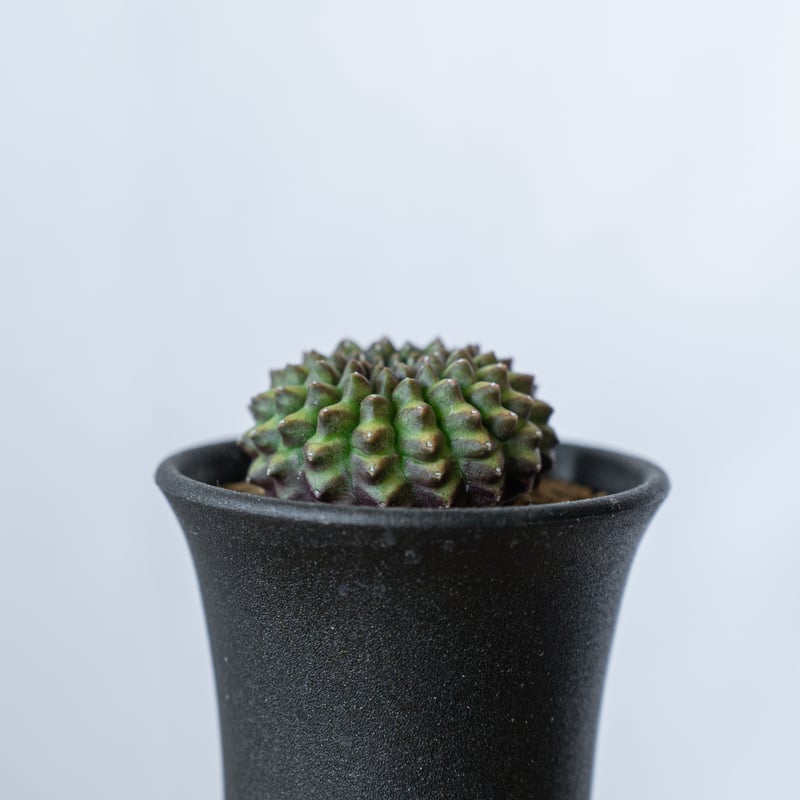 ギムノカリキウム 牡丹玉 石化 Gymnocalycium mihanovichii サボテン