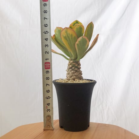 ユーフォルビア ポイゾニー錦  Euphorbia poissonii 多肉植物 珍奇植物 静岡 ANTIDOTE 通販 S632