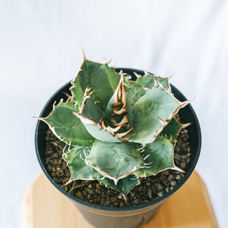 バナナピール | STORES