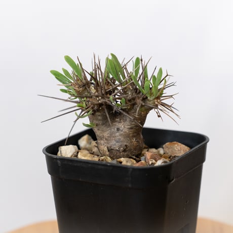 【コレクション株】オトンナ☆ユーフォルビオイデス　黒鬼城A オトンナ ユーフォルビオイデス 