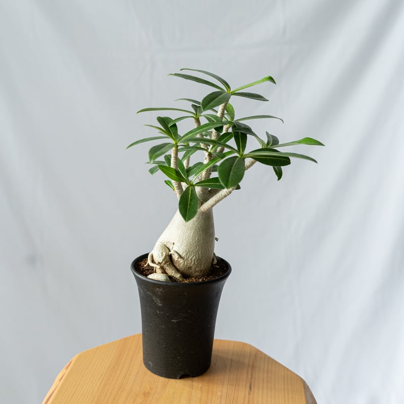 アデニウム アラビカム 発根済 Adenium arabicum 塊根植物