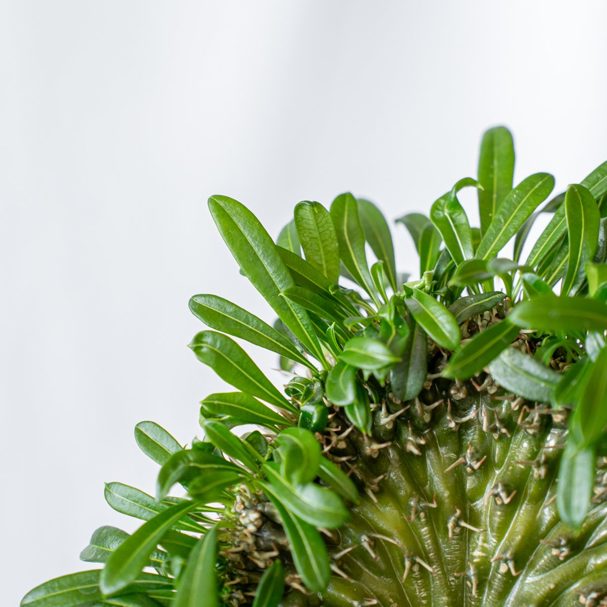 パキポディウム ラメリー 綴化 接木 美株 Pachypodium lamerei f. cr